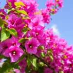 entdecken sie den einfachen trick, mit dem meine bougainvillea endlich wunderschön blühte. lassen sie sich inspirieren und bringen sie ihre pflanzen zum strahlen!